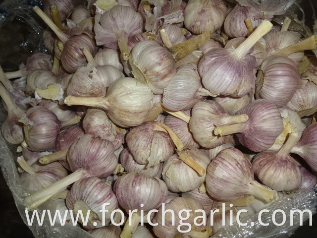 Regular White Garlic